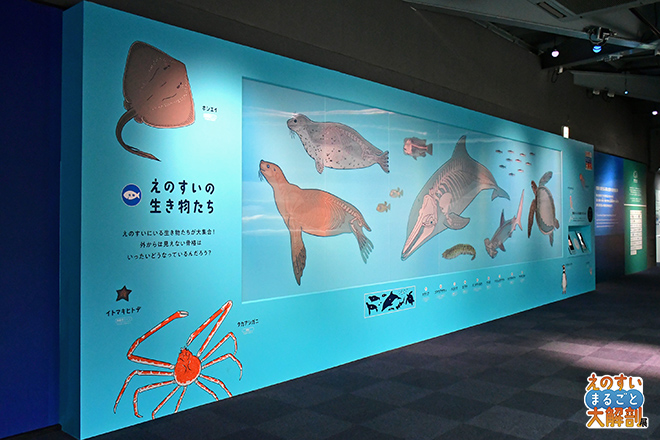 水族館のヒミツ、今だけ公開。 えのすいまるごと大解剖展 | イベント