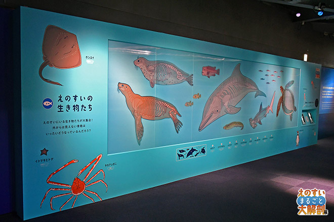 水族館のヒミツ、今だけ公開。 えのすいまるごと大解剖展 | イベント