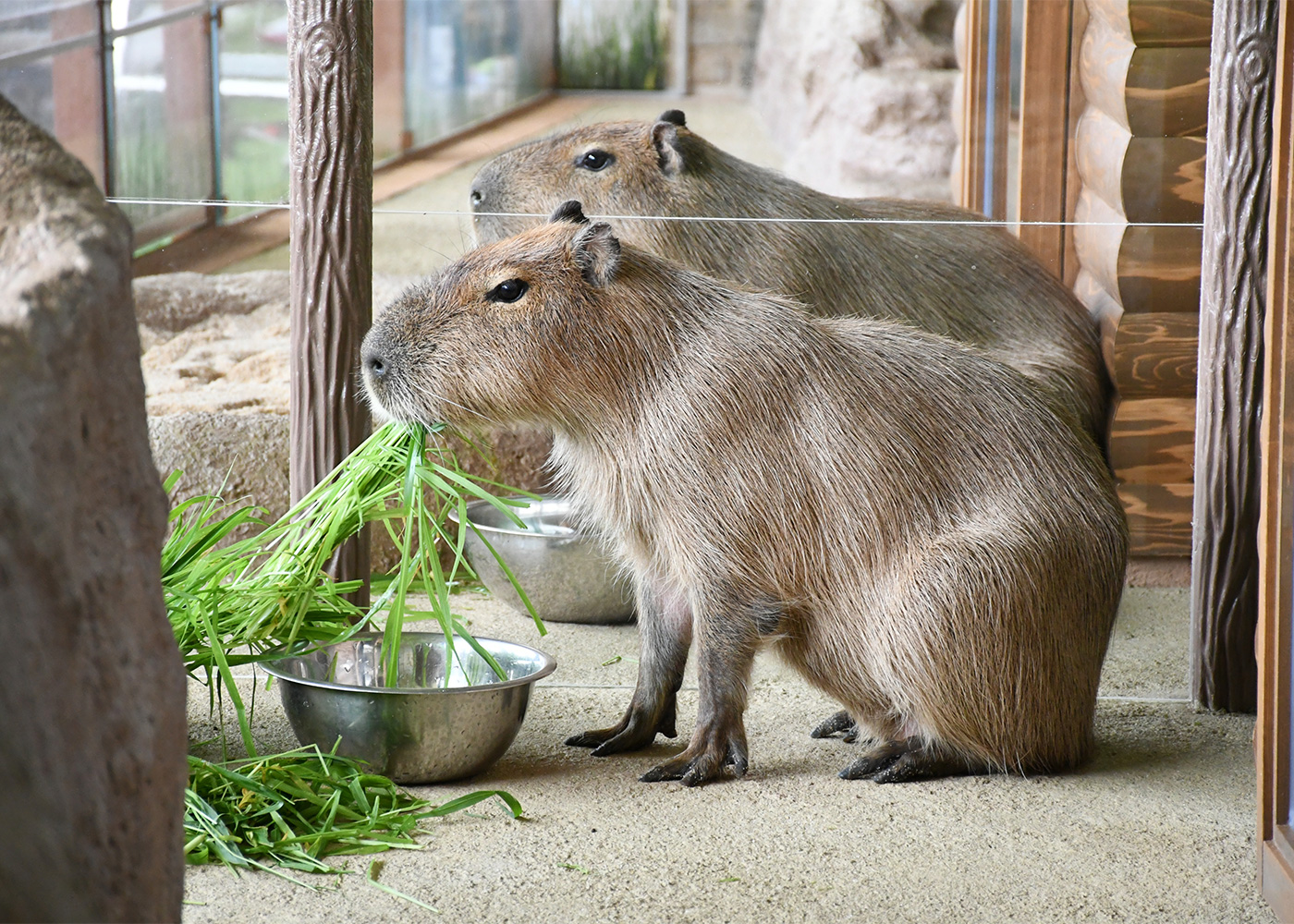 カピバラ～陽だまりの草原～