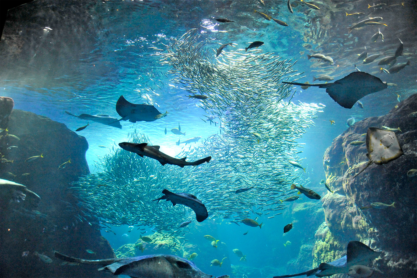 展示 新江ノ島水族館