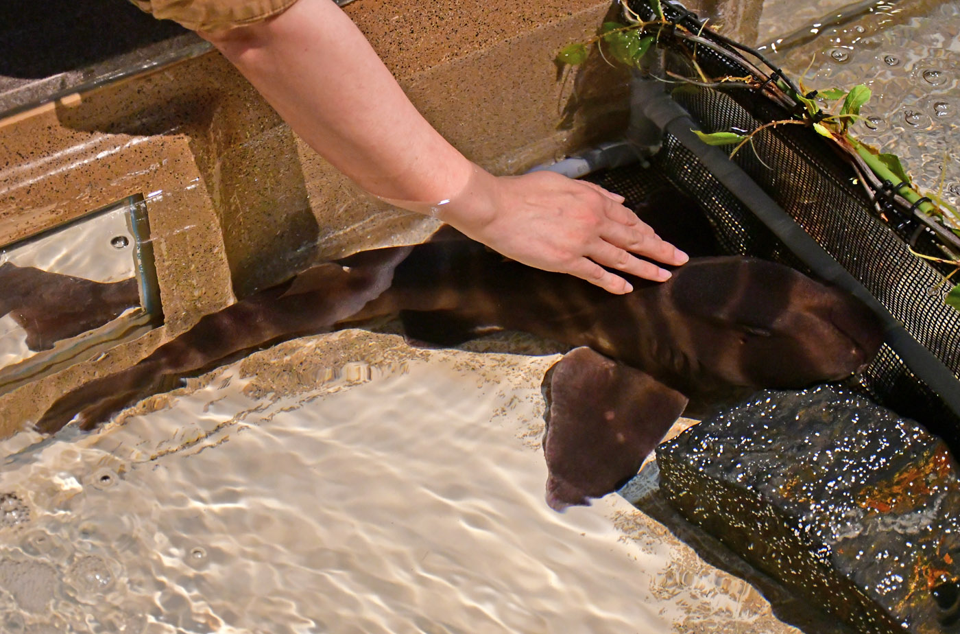 Enoshima Aquarium Touch Pool, a Popular Spot for Children