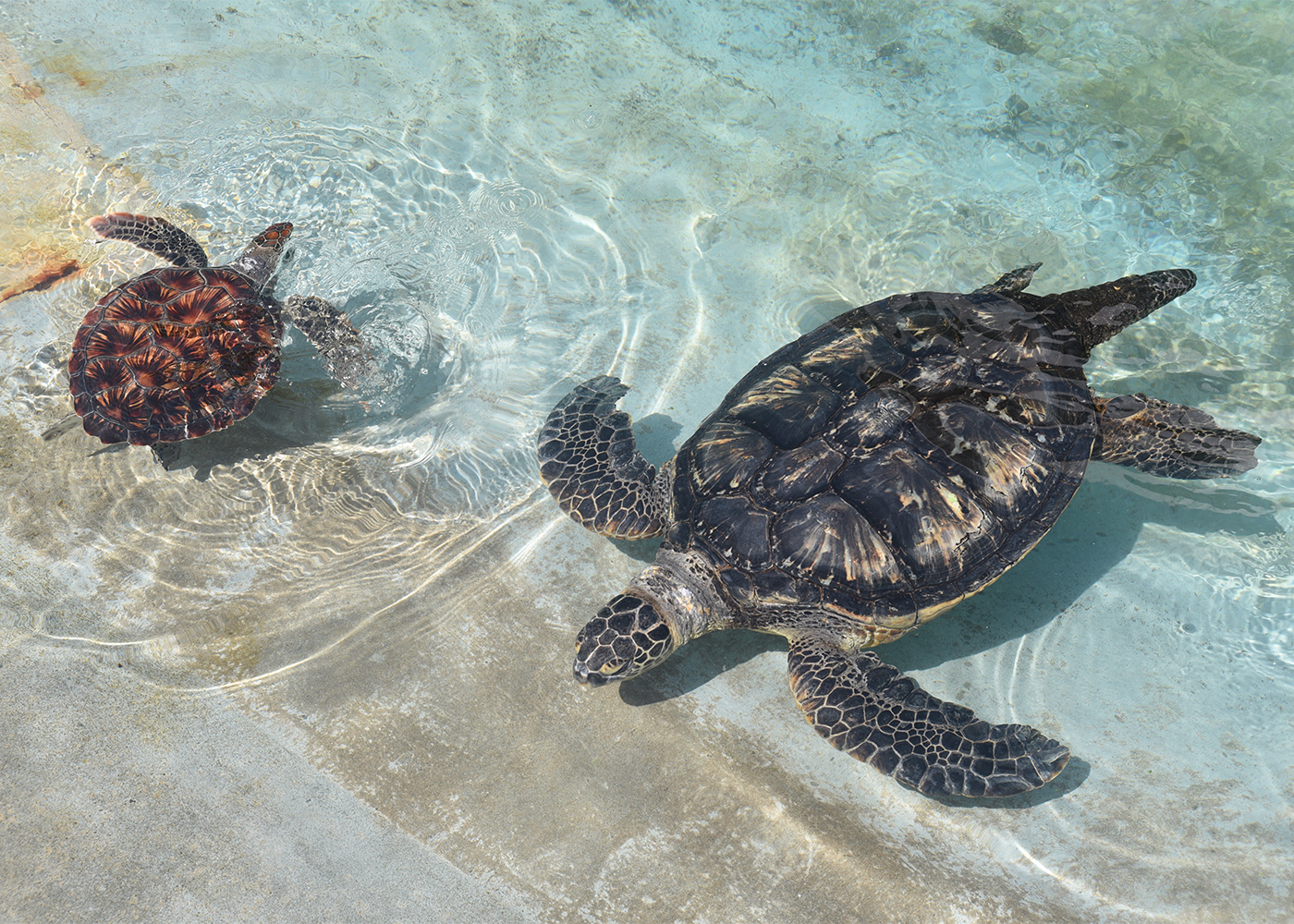 ウミガメの浜辺