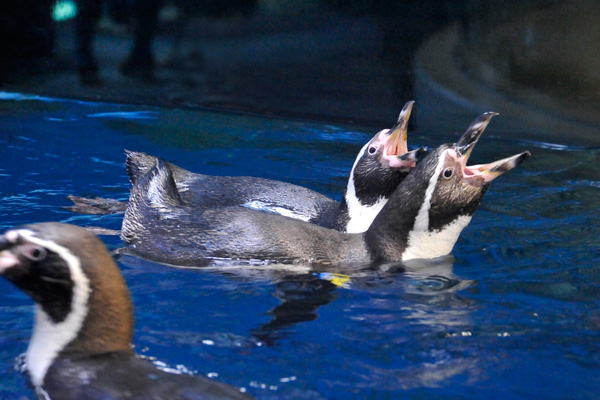 ペンギン（フンボルトペンギン）