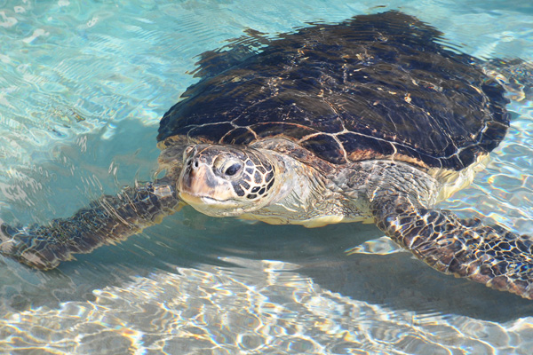 ウミガメの浜辺 | 展示 | 新江ノ島水族館