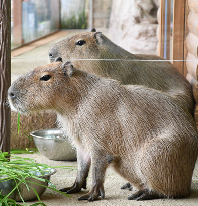 Capybara