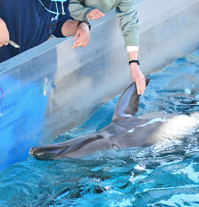 Dolphin Handshake