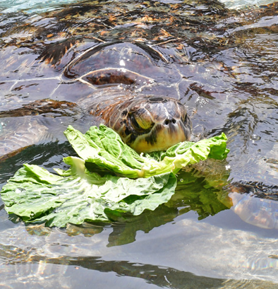 timeturtle