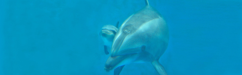 Enoshima Aquarium