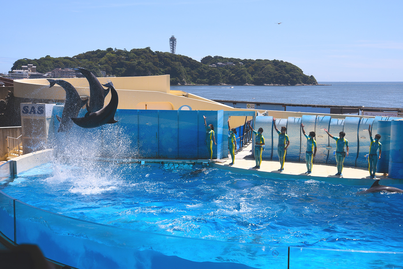 きずな Kizuna ショー イベント 新江ノ島水族館