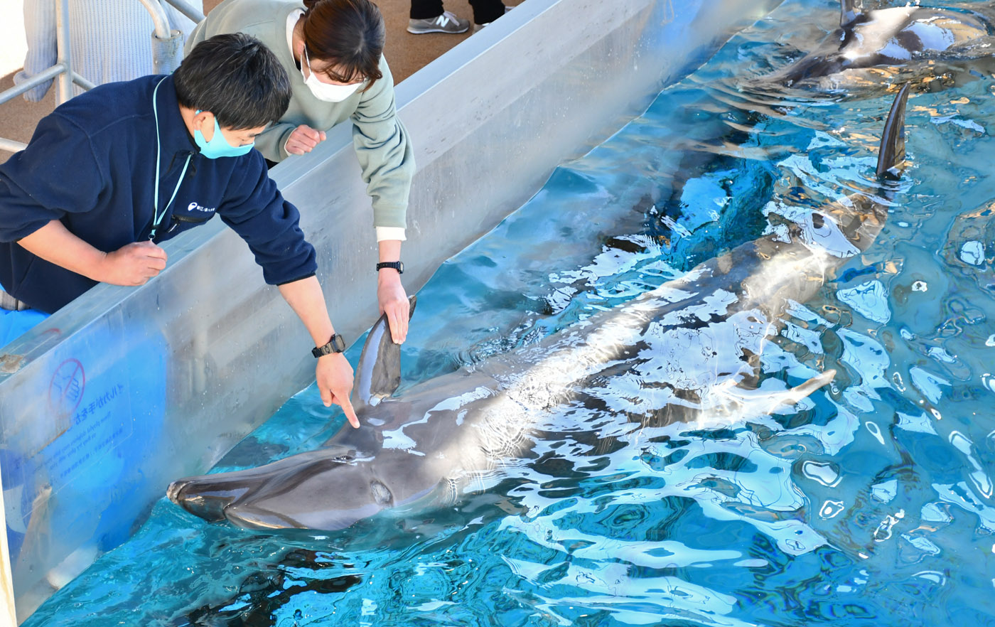 新江ノ島水族館 充実のふれあいプログラム