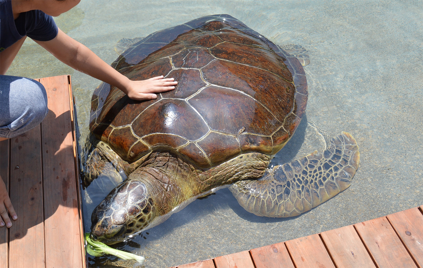 ウミガメにタッチ | ショー・イベント | 新江ノ島水族館