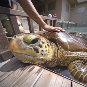 ウミガメにタッチ