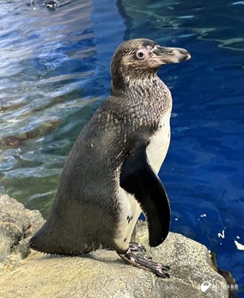 フンボルトペンギン「ナギ」換羽準備か！？ | えのすいトリーター日誌