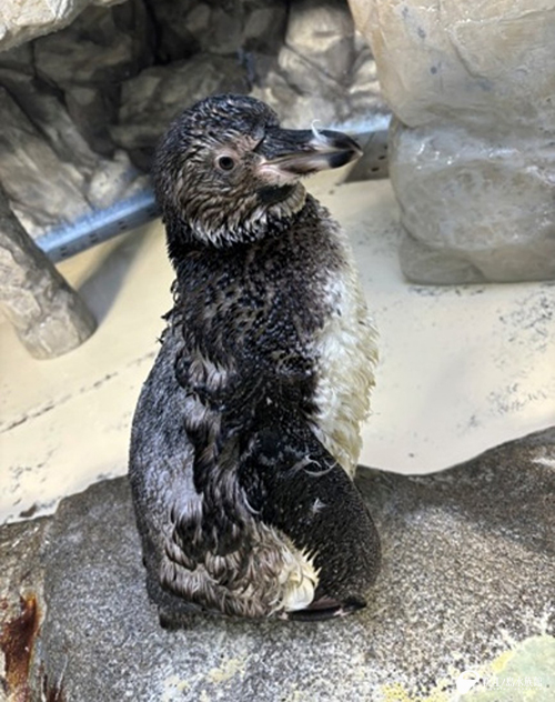 フンボルトペンギン「ナギ」換羽準備か！？ | えのすいトリーター日誌