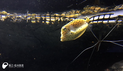 16 12 15 ハコモノいろいろ 新江ノ島水族館