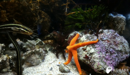 17 07 21 今週のおすすめ 新江ノ島水族館