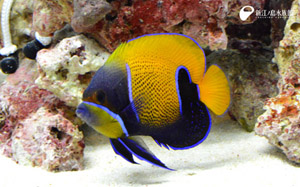 えのすいﾄﾘｰﾀｰ日誌