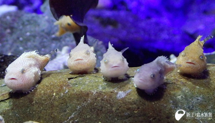 18 01 26 今週のおすすめ えのすいトリーター日誌 新江ノ島水族館