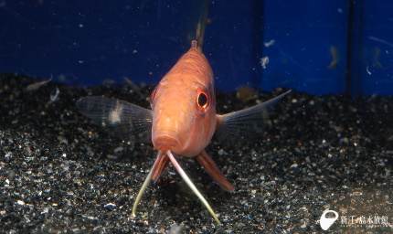 18 02 23 砂をモニュモニュ 新江ノ島水族館