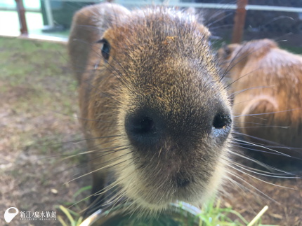 18 08 11 オニテンジクネズミ 新江ノ島水族館