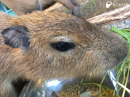 18 08 11 オニテンジクネズミ 新江ノ島水族館