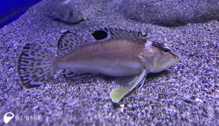 18 09 27 魚の胸鰭に注目 えのすいトリーター日誌 新江ノ島水族館