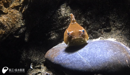 19 01 17 いろんな質感ダンゴウオ えのすいトリーター日誌 新江ノ島水族館