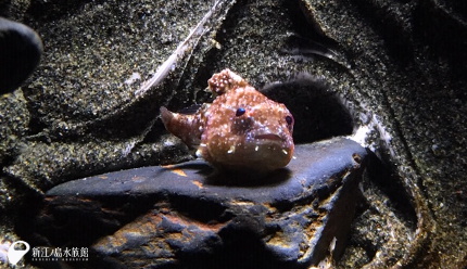 19 01 17 いろんな質感ダンゴウオ えのすいトリーター日誌 新江ノ島水族館