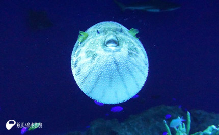 19 05 05 とつぜん膨らんじゃった 新江ノ島水族館