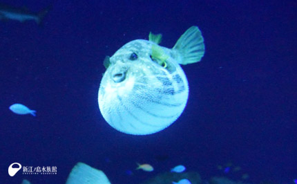 19 05 05 とつぜん膨らんじゃった 新江ノ島水族館