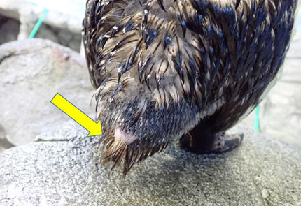 ペンギンのおしり えのすいトリーター日誌 新江ノ島水族館
