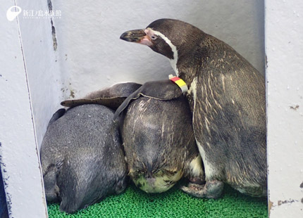 19 07 12 ペンギンのおしり 新江ノ島水族館