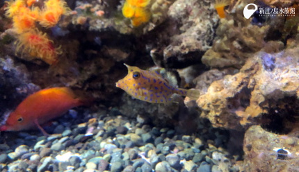 2019/10/18 今週のおすすめ  新江ノ島水族館