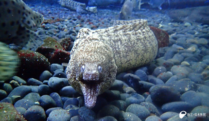 19 10 27 本日の魚たち近影 新江ノ島水族館