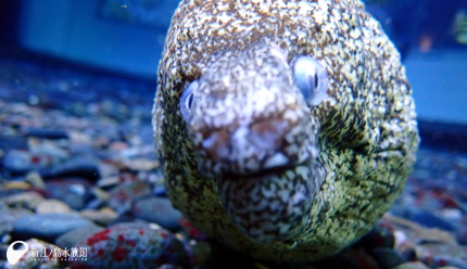 19 12 15 ウツボの顔いろいろ 新江ノ島水族館