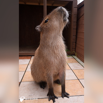 01 02 私たちとカピバラの共通点 新江ノ島水族館