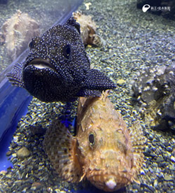 えのすいﾄﾘｰﾀｰ日誌