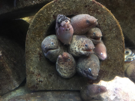 06 27 そしらぬ顔して 新江ノ島水族館