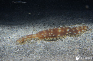 えのすいﾄﾘｰﾀｰ日誌