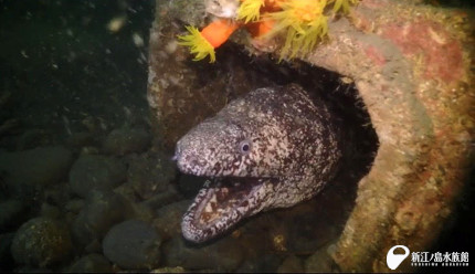 ウツボ好きトリーターのウツボの話 2 えのすいトリーター日誌 新江ノ島水族館