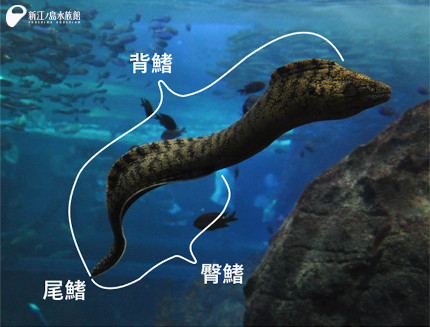 10 09 ウツボ好きトリーターのウツボの話 3 新江ノ島水族館