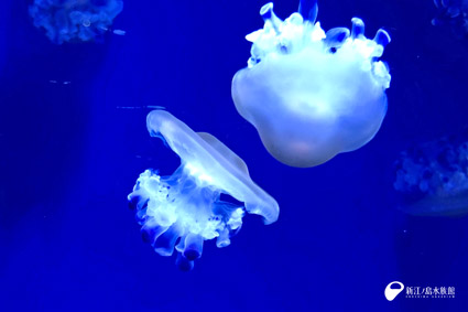 21 02 21 えのすい 生まれ すくすく成長中 新江ノ島水族館