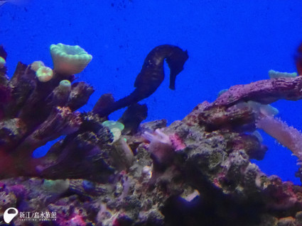 干支の「辰」にちなみ“タツノオトシゴ”を水族館で展示…一番「竜