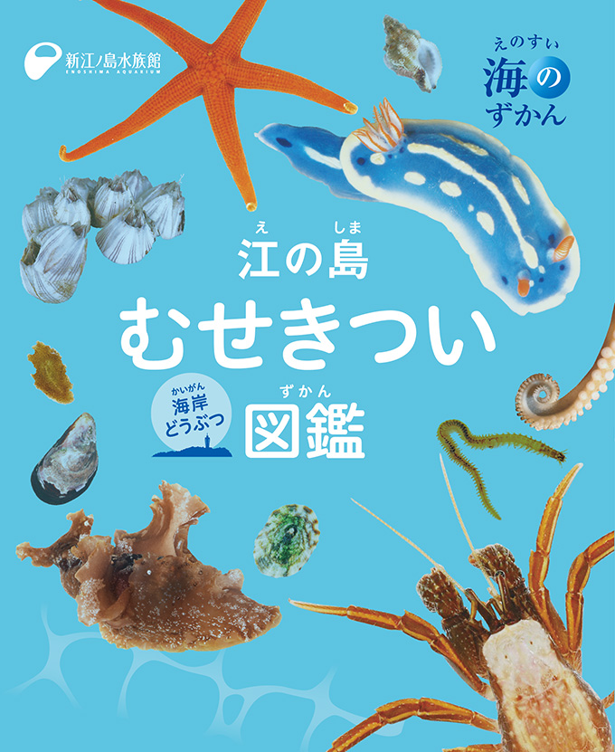 江の島むせきつい図鑑